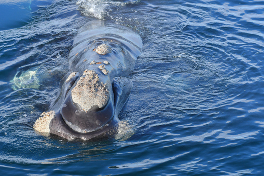 View of a southern right whale surfacing in the blue waters of the Atlantic Ocean near Puerto Piramides Puerto Madryn Chubut Argentina. View of a southern right whale surfacing in the blue waters of the Atlantic Ocean near Puerto Piramides Puerto Madryn Chubut Argentina.