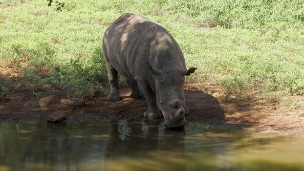 Aerial view of a rhino drinking at a waterhole in South Africa.