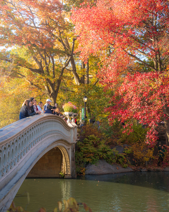 Manhattan United States 08 November 2025 View of the iconic Bow Bridge in Central Park adorned with vibrant autumn foliage casting a warm glow over the tranquil waters. Manhattan United States 08 November 2025 View of the iconic Bow Bridge in Central Park adorned with vibrant autumn foliage casting a warm glow over the tranquil waters.