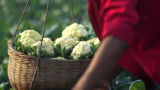 View of a farmer carrying a basket of fresh cauliflowers Bangladesh. View of a farmer carrying a basket of fresh cauliflowers Bangladesh.