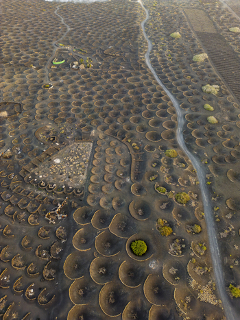 Aerial view of the unique volcanic ash pits and stone walls of La Geria vineyards with green vines in Lanzarote Canarias Spain. Aerial view of the unique volcanic ash pits and stone walls of La Geria vineyards with green vines in Lanzarote Canarias Spain.