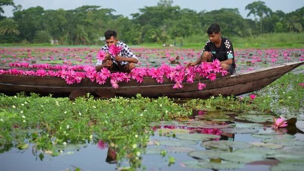 View of men harvesting pink water lilies in a boat Bangladesh. View of men harvesting pink water lilies in a boat Bangladesh.