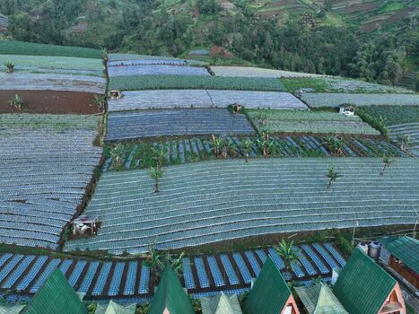 Aerial view of terraced vegetable fields with plastic mulch and small huts near Linggar Jati in Kecamatan Kaliangkrik Jawa Tengah Indonesia. Aerial view of terraced vegetable fields with plastic mulch and small huts near Linggar Jati in Kecamatan Kaliangkrik Jawa Tengah Indonesia.