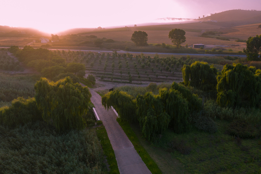 Aerial view of vineyard rows lush green trees and rolling hills under a soft pink sunrise sky Cape Town Western Cape South Africa. Aerial view of vineyard rows lush green trees and rolling hills under a soft pink sunrise sky Cape Town Western Cape South Africa.