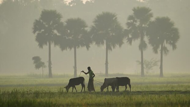 View of a farmer with cows in a misty field Bangladesh.