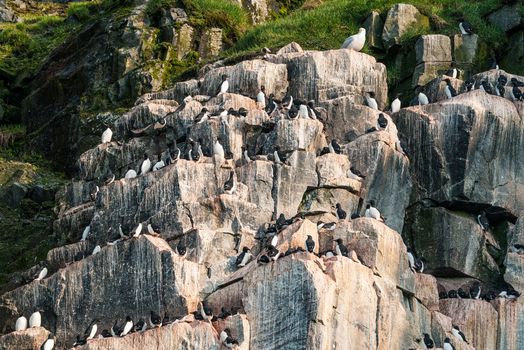 Svalbard Svalbard and Jan Mayen 22 July 2025 View of the Alkefjellet bird cliffs with thousands of Brunnich s guillemots nesting on the steep basalt rock ledges under bright sunlight.