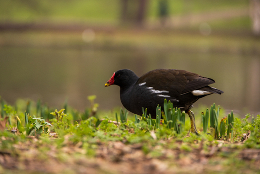 View of a common moorhen foraging on a grassy bank near a pond with soft bokeh background in London England United Kingdom. View of a common moorhen foraging on a grassy bank near a pond with soft bokeh background in London England United Kingdom.