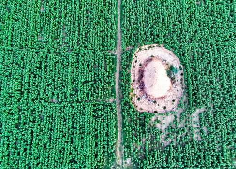 Aerial view of green cotton crops surrounding a mud covered haystack in a rural field in Dera Ghazi Khan Punjab Pakistan.