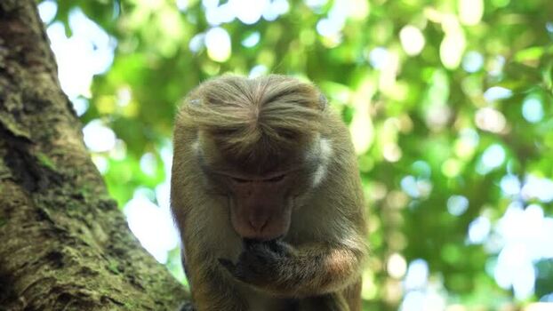 View of a toque macaque sitting on a tree branch in Sri Lanka. View of a toque macaque sitting on a tree branch in Sri Lanka.