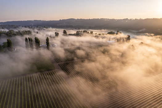 Aerial view of agricultural fields and rows of crops covered in thick morning mist under golden sunlight in Alderton Washington United States. Aerial view of agricultural fields and rows of crops covered in thick morning mist under golden sunlight in Alderton Washington United States.