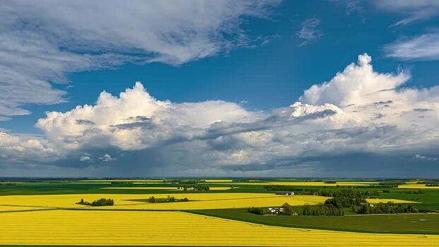 Aerial view of vibrant yellow rapeseed fields in Latvia. Aerial view of vibrant yellow rapeseed fields in Latvia.