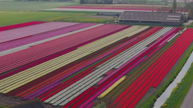 Aerial view of tulipfields in bloom in westfriesland Netherlands.