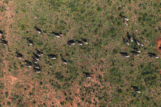 Aerial view of a herd of wildebeest grazing on the green grass and red soil of the savanna Waterberg District Municipality Limpopo South Africa. Aerial view of a herd of wildebeest grazing on the green grass and red soil of the savanna Waterberg District Municipality Limpopo South Africa.