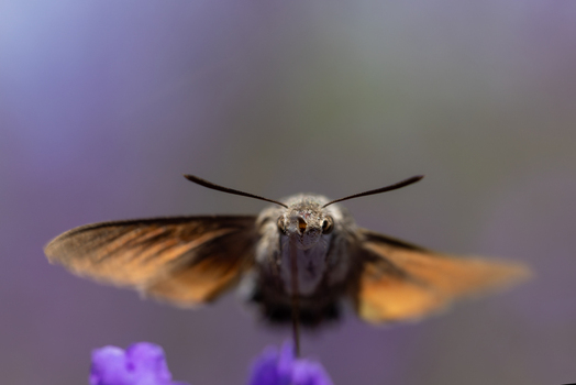 View of a hummingbird hawk moth hovering over vibrant purple flowers with a soft blurred background in Wittenheim Grand Est France.