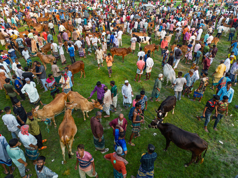 Akkelpur Upazila Bangladesh 20 May 2026 Aerial view of a crowded cattle market with people and livestock gathered on a grassy field in Akkelpur Upazila. Akkelpur Upazila Bangladesh 20 May 2026 Aerial view of a crowded cattle market with people and livestock gathered on a grassy field in Akkelpur Upazila.