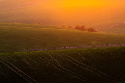 View of the rolling green hills of Moravian Tuscany under a warm golden sunset light with a line of trees on the horizon Cejkovice South Moravian Region Czechia. View of the rolling green hills of Moravian Tuscany under a warm golden sunset light with a line of trees on the horizon Cejkovice South Moravian Region Czechia.
