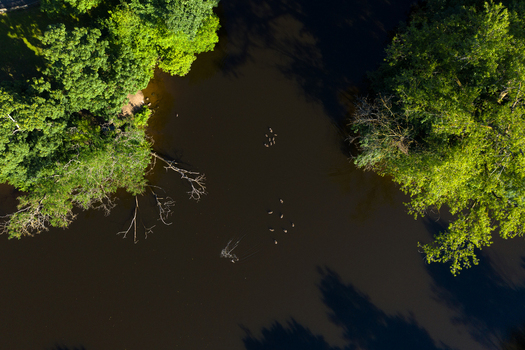 Aerial view of ducks swimming on the dark water of the Regnitz river near Sportinsel Forchheim surrounded by lush green trees Forchheim Bayern Germany.