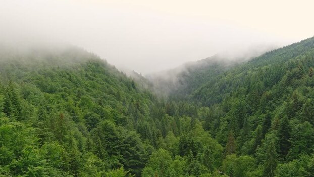 Aerial view of lush forest in the Carpathian Mountains Romania. Aerial view of lush forest in the Carpathian Mountains Romania.