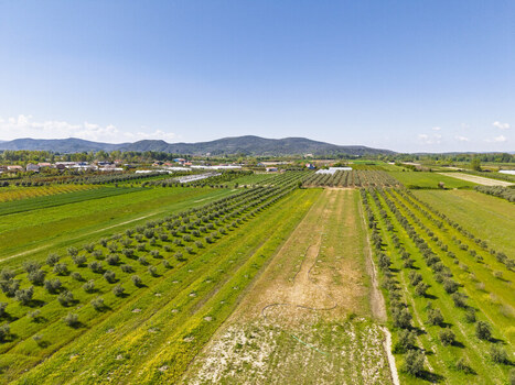 Aerial view of agricultural fields and olive groves with rows of trees and greenhouses under a clear blue sky in Lushnje Fier County Albania. Aerial view of agricultural fields and olive groves with rows of trees and greenhouses under a clear blue sky in Lushnje Fier County Albania.