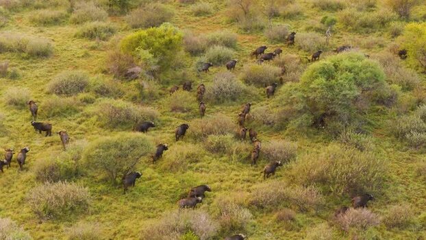 Aerial view of a herd of African buffalo in South Africa.