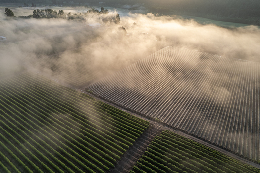 Aerial view of agricultural fields with neat rows of crops partially covered by thick morning fog under soft sunrise light Alderton Washington United States. Aerial view of agricultural fields with neat rows of crops partially covered by thick morning fog under soft sunrise light Alderton Washington United States.