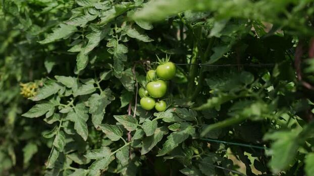 View of green unripe tomatoes growing on a vine India.