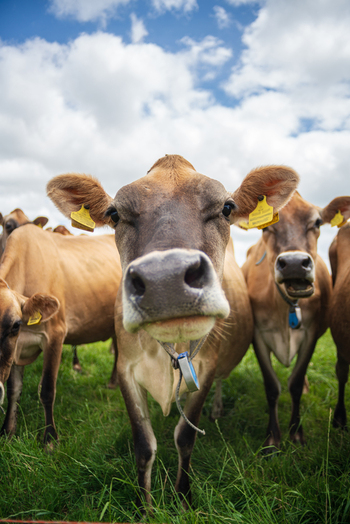 View of a brown cow with an ear tag standing in a green pasture with other cows under a blue sky in Looe Cornwall United Kingdom. View of a brown cow with an ear tag standing in a green pasture with other cows under a blue sky in Looe Cornwall United Kingdom.