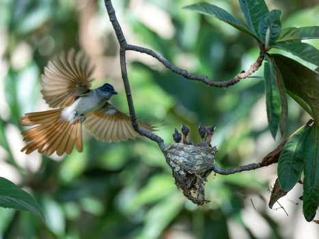 View of an Indian paradise flycatcher in flight approaching its nest with hungry chicks among green leaves in Kallar Kahar Punjab Pakistan. View of an Indian paradise flycatcher in flight approaching its nest with hungry chicks among green leaves in Kallar Kahar Punjab Pakistan.