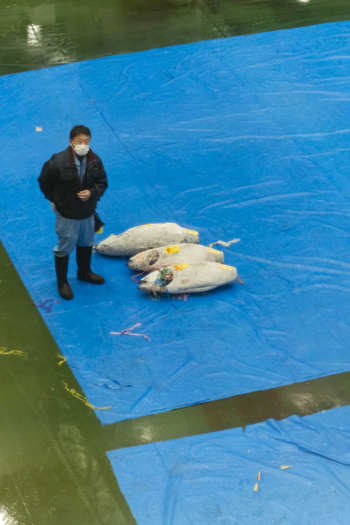 Koto City Japan 25 January 2026 View of a worker standing next to large frozen tunas on a blue tarp inside the Block 6 Fisheries Intermediate Wholesale Market Building. Koto City Japan 25 January 2026 View of a worker standing next to large frozen tunas on a blue tarp inside the Block 6 Fisheries Intermediate Wholesale Market Building.
