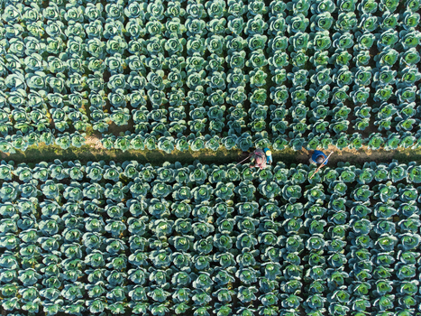 Joypurhat Bangladesh 09 December 2022 Aerial view of farmers working in a lush green cabbage field with rows of vegetables and irrigation paths.