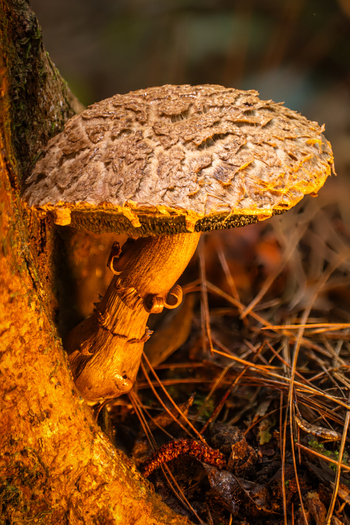 View of a rugged mushroom cap bathed in golden light emerging from the dark forest floor beside a glowing tree Kabupaten Soppeng South Sulawesi Indonesia. View of a rugged mushroom cap bathed in golden light emerging from the dark forest floor beside a glowing tree Kabupaten Soppeng South Sulawesi Indonesia.