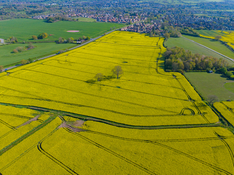 Aerial view of vibrant yellow rapeseed fields in full bloom with scattered trees and rural tracks in the countryside of Stone England United Kingdom. Aerial view of vibrant yellow rapeseed fields in full bloom with scattered trees and rural tracks in the countryside of Stone England United Kingdom.