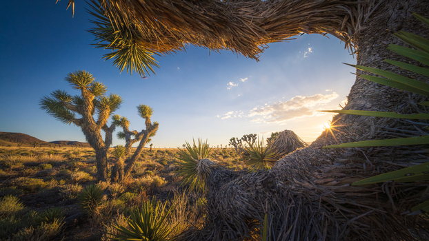 View of Joshua Tree National Park with iconic trees and desert shrubs under a clear blue sky at sunset in California United States. View of Joshua Tree National Park with iconic trees and desert shrubs under a clear blue sky at sunset in California United States.