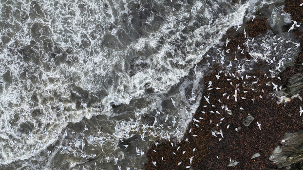 Aerial view of seagulls flying over crashing waves and a dark rocky shoreline in Locquirec Brittany France.