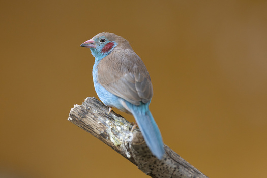 View of a red cheeked cordon bleu bird perched on a wooden branch against a soft brown background in Mulhouse Grand Est France.