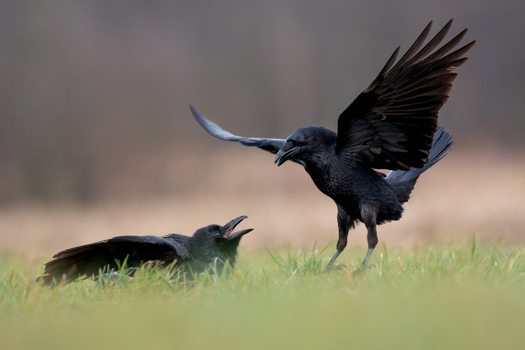 View of two black ravens interacting in a grassy field with one bird spreading its wings and the other calling out in Debrzno Pomeranian Voivodeship Poland. View of two black ravens interacting in a grassy field with one bird spreading its wings and the other calling out in Debrzno Pomeranian Voivodeship Poland.