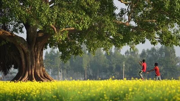 View of children playing under a banyan tree in a field Bangladesh. View of children playing under a banyan tree in a field Bangladesh.