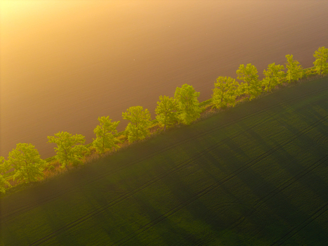 Aerial view of a row of vibrant green trees bordering a dark agricultural field during golden hour with long shadows stretching across the landscape in Kyjov South Moravian Region Czechia.