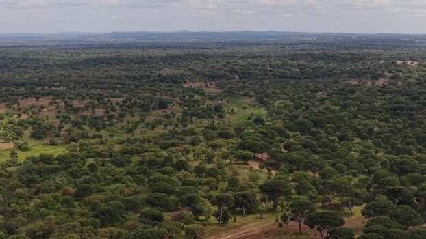 Aerial view of a vast green forest and rolling hills Portugal.