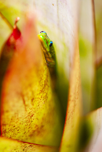View of a vibrant gold dust day gecko resting within the colorful leaves of a tropical plant in Honolulu Hawaii United States.