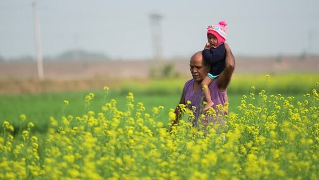 View of a man carrying a child in a mustard field India.