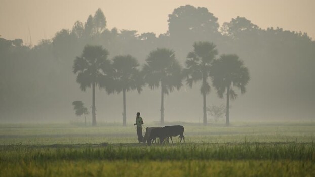 View of a farmer with cattle in a misty field at dawn Bangladesh.