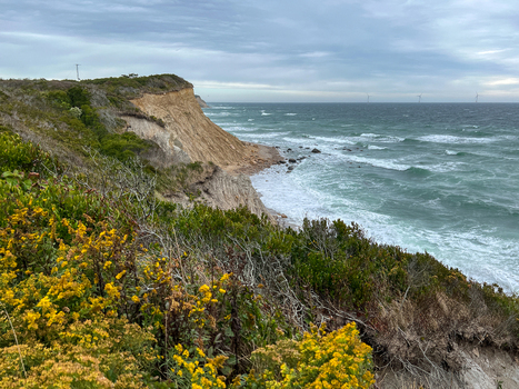View of Block Island coastal cliffs with yellow wildflowers in the foreground crashing waves and distant wind turbines in New Shoreham Rhode Island United States.
