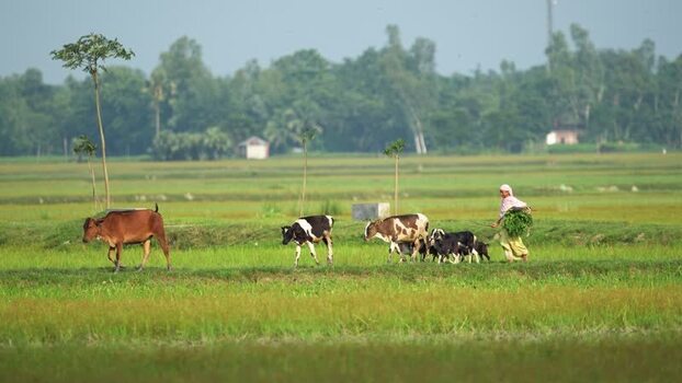 View of a farmer walking with livestock in Bogura Bangladesh. View of a farmer walking with livestock in Bogura Bangladesh.