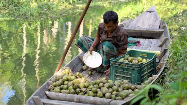View of a man in a wooden boat filled with hog plums Bangladesh. View of a man in a wooden boat filled with hog plums Bangladesh.