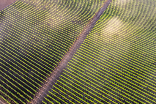 Aerial view of symmetrical rows of green crops in a field with a dirt path and morning mist in Alderton Washington United States. Aerial view of symmetrical rows of green crops in a field with a dirt path and morning mist in Alderton Washington United States.