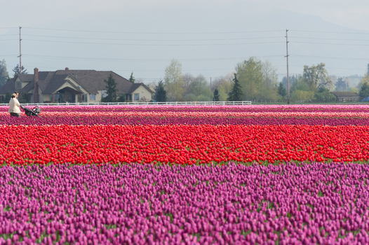 View of a person with a stroller walking along vibrant rows of red and purple tulips in a field with a house in the background in La Conner Washington United States.