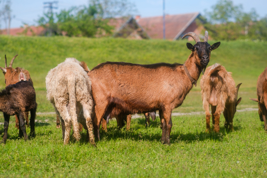 View of a herd of goats grazing in a lush green pasture with houses in the background in Futog Vojvodina Serbia. View of a herd of goats grazing in a lush green pasture with houses in the background in Futog Vojvodina Serbia.