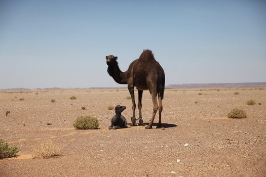 View of a dark camel standing in the vast arid desert with its calf resting on the ground under a clear blue sky in Morocco.