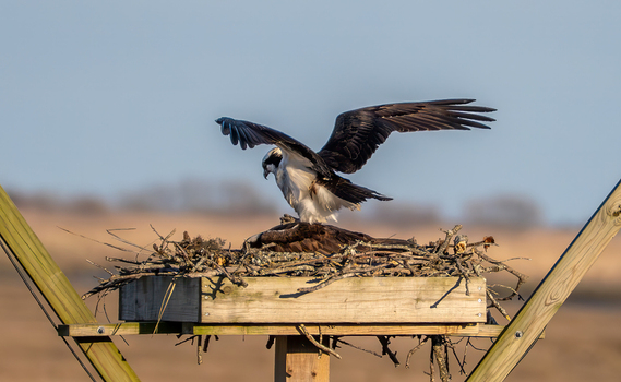 View of an osprey landing on a nesting platform with wings outstretched at the Edwin B. Forsythe National Wildlife Refuge in Galloway New Jersey United States. View of an osprey landing on a nesting platform with wings outstretched at the Edwin B. Forsythe National Wildlife Refuge in Galloway New Jersey United States.